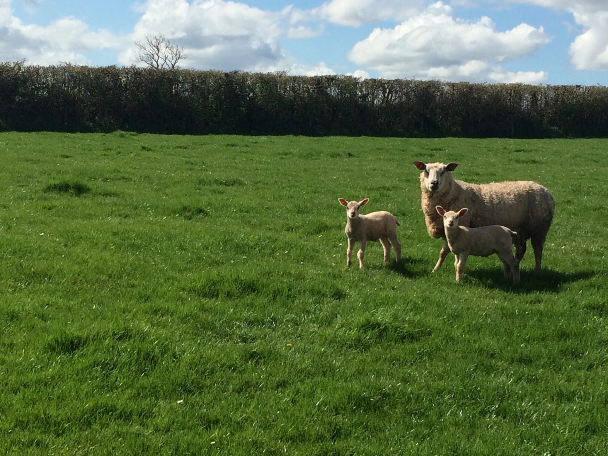 Martha the ewe with lambs on the down